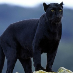 Яна Старшинова, 25.06, Москва