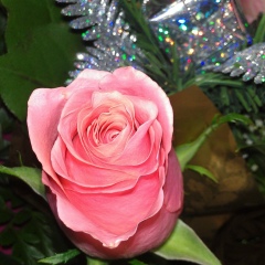 Alisa Saifullina, 30.04, Longyearbyen