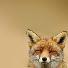 Виталий Гуляков, 29.05.1990, Набережные Челны