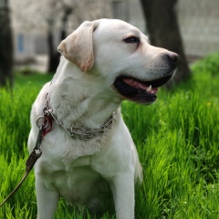 Дима Чепеляга, 15.02, Кишинев