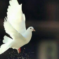 Залина Шамсудова, 16.11.1988, Грозный