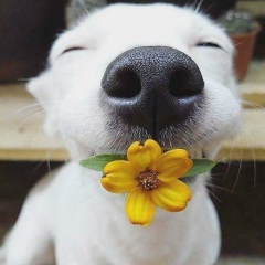 J-Ro Lin, 17.02.1999