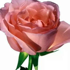 Дмитрий Вязьмин, 01.09.1985, Санкт-Петербург