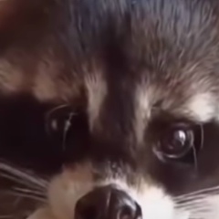 Сергей Курачев, 02.05.1966, Рига