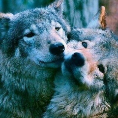 Светлана Цыбульская, 03.02, Николаев