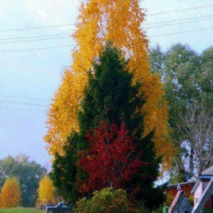 Барно Абдуганиева, 19.05, Кызылорда