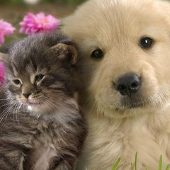 Даша Алексенко, Ессентуки