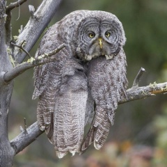 Андрей Верещагин, 15.06.1985, Архангельск