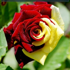 Ақмарал Адильбаева, 25.01.1977, Кызылсай