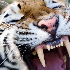Даурен Умбетов, 12.07.1986, Тараз