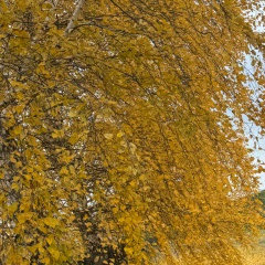 Альбина Уразметова, Уфа