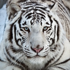 Oliga Dolgopolova, Москва