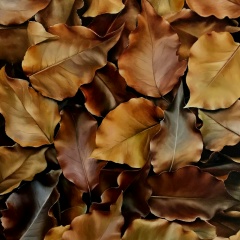 Мария Монастырная, Калининград