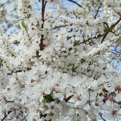 Амуланга Авзарикова, 24.04, Малые Дербеты