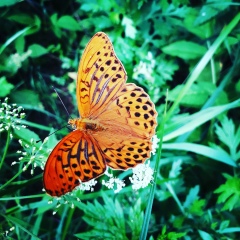 Алена Шуткина, Санкт-Петербург