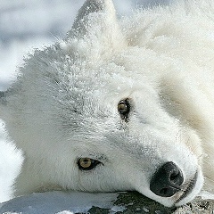 Анна Волкова, Сергиев Посад