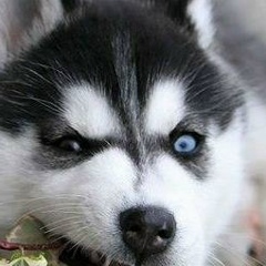 Тима Алиякбаров, 27.05.1992, Алматы