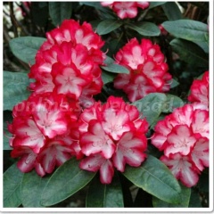 Анна Малетисян, 08.07.1989, Москва