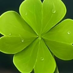 Назима Гуламжанова, 10.02.1979