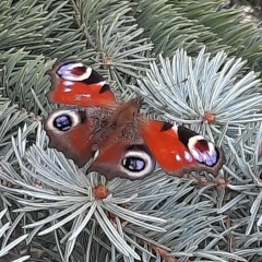Динара Батырханова, 18.05, Челябинск