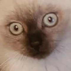 Денис Шнитко, 05.11.1981, Санкт-Петербург