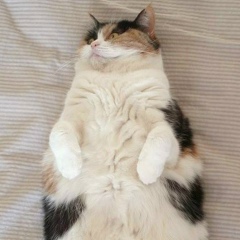 Аля Гафарова, 16.12, Москва