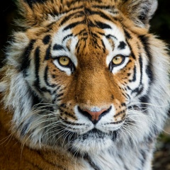 Саша Днепровский, Днепр (Днепропетровск)