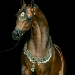 Бека Мусахан, 25.09.1988, Талдыкорган