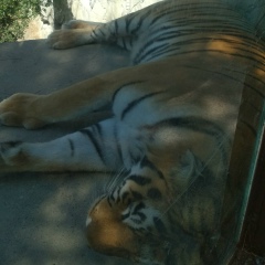 Ирина Имашева