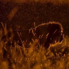 Хаважи Сальмурзаев