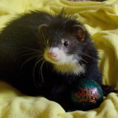 Анна Волкова, Софрино (поселок)