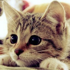 Anna Prosto, 05.12.1984, Санкт-Петербург