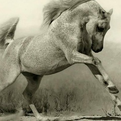 Zharas Muranov, Ереван