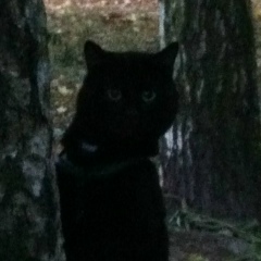 Александр Фёдоров, Санкт-Петербург