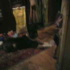 Вера Фатеева