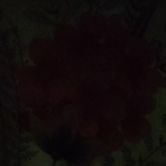 Игорь Танзов, Архангельск