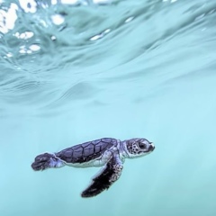 Рамазан Хизиров, 16.12, Алматы