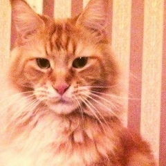 Макс Аверин, 11.10.1983, Очер