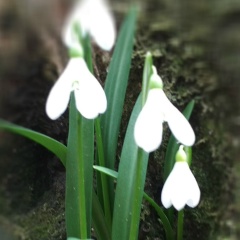 Боско Боско, 14.01.2000, Москва