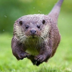 Елена Баталина, Москва