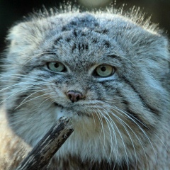 Алексей Алексеев, 13.02, Санкт-Петербург