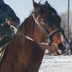 Ғалымжан Тулебеков, 16.12, Алматы