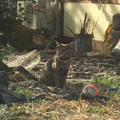 Stone Stone, 10.06.2001