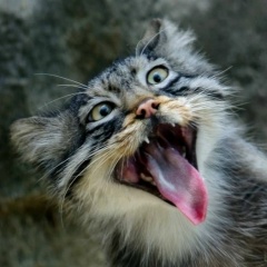 Юлия Леушина, 04.08.1985, Мурманск