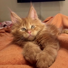 Дмитрий Цеттельман, 09.09, Ярославль