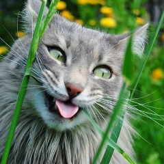 Виктория Гаджиева, 14.05.1989