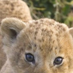 Рустам Ахмедов, 11.01.1988, Тараз