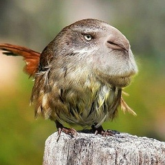 Андрей Храмцов, 15.05