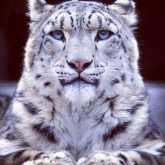 Islam Muradov, 04.11, Ростов-на-Дону