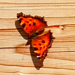 Нина Владимировна